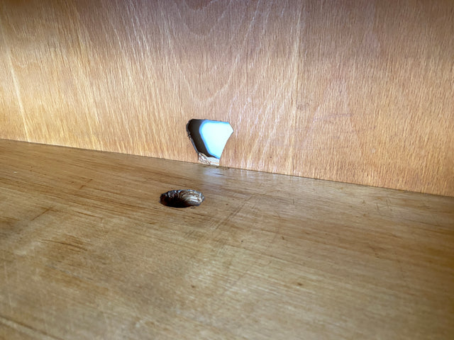 Hübscher 50er Jahre Schreibschrank aus vollem Holz in Maserbirke I Schrank Sekretär Schreibtisch Schreibkommode Highboard Bücherschrank Barschrank Vintage Mid-Century 60er I
